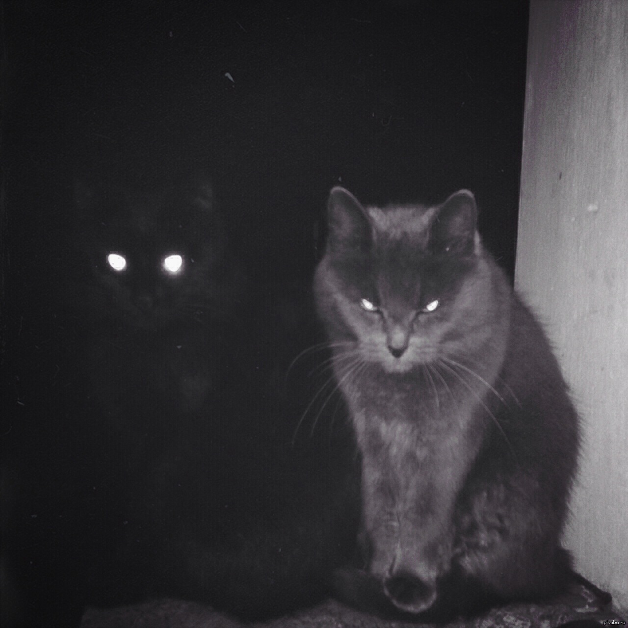 Страшные коты ночью