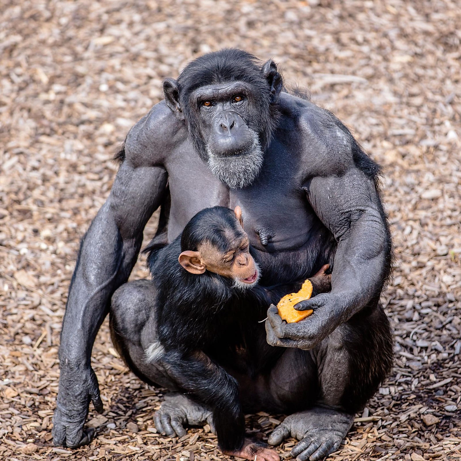 Тетя горилла если хотите стать сильными детки. Горилла бонобо. Шимпанзе бонобо. Бонобо самец. Обезьянка бонобо самец.
