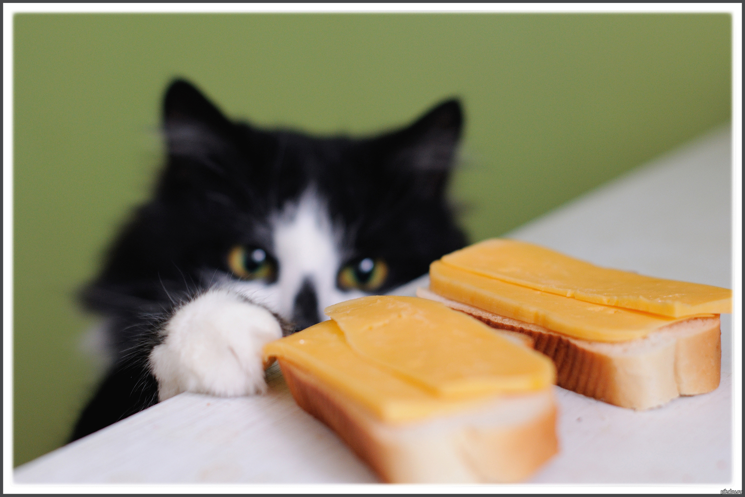 Можно давать котам сыр. Кот и сыр. Кот с куском сыра. Кот ворует. Кот ворует еду.