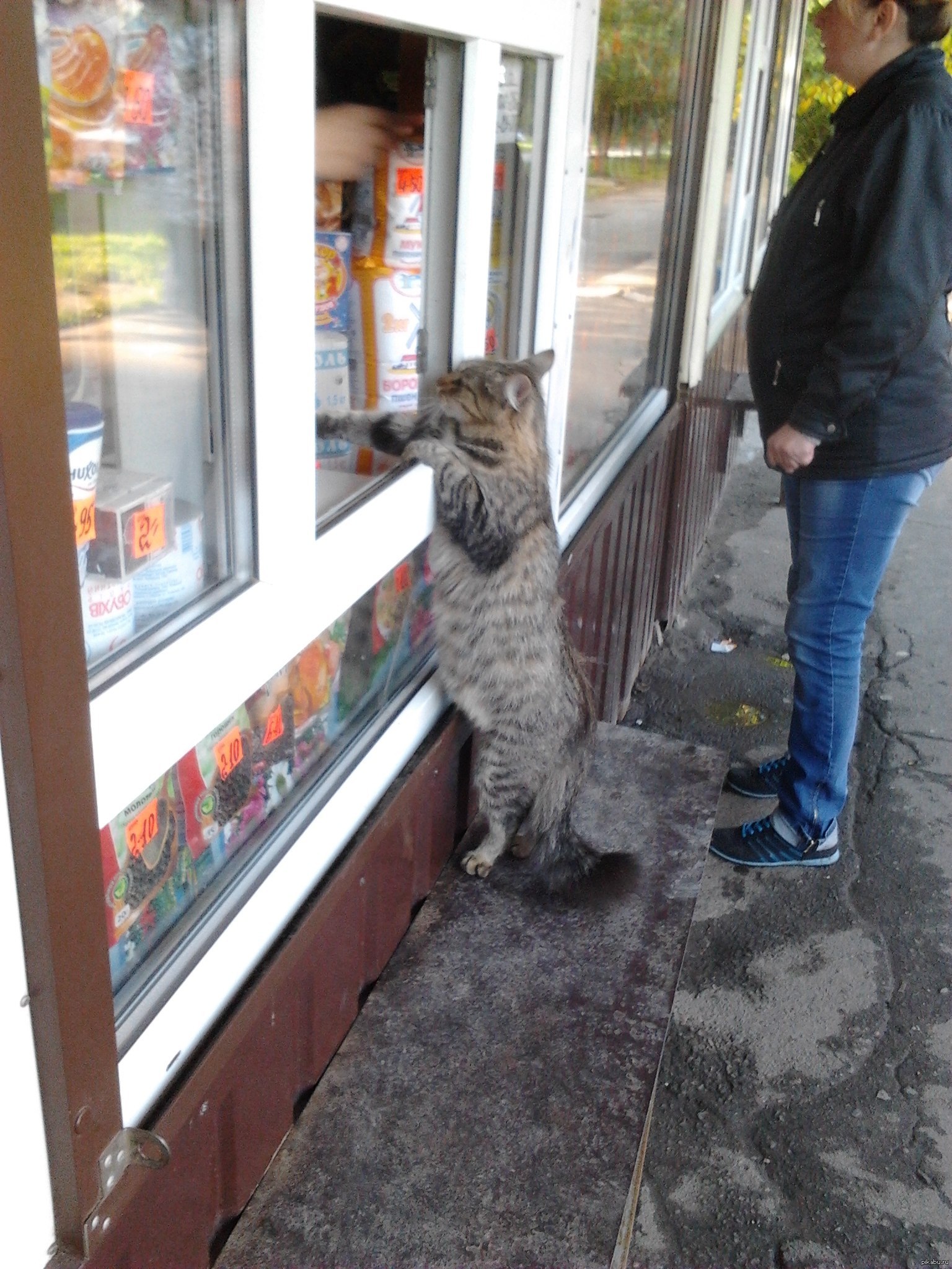 Котенок шаурма