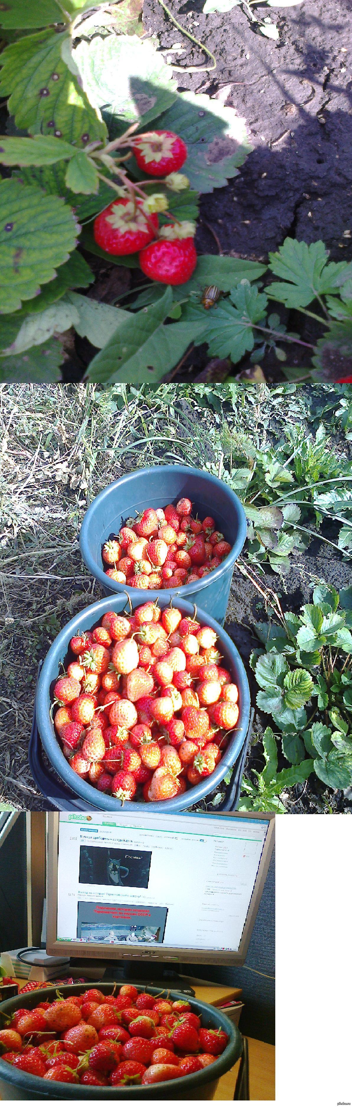 September was coming to an end, strawberries sang everything in buckets ... - My, But the wrong one, Which you thought, Longpost, Strawberry