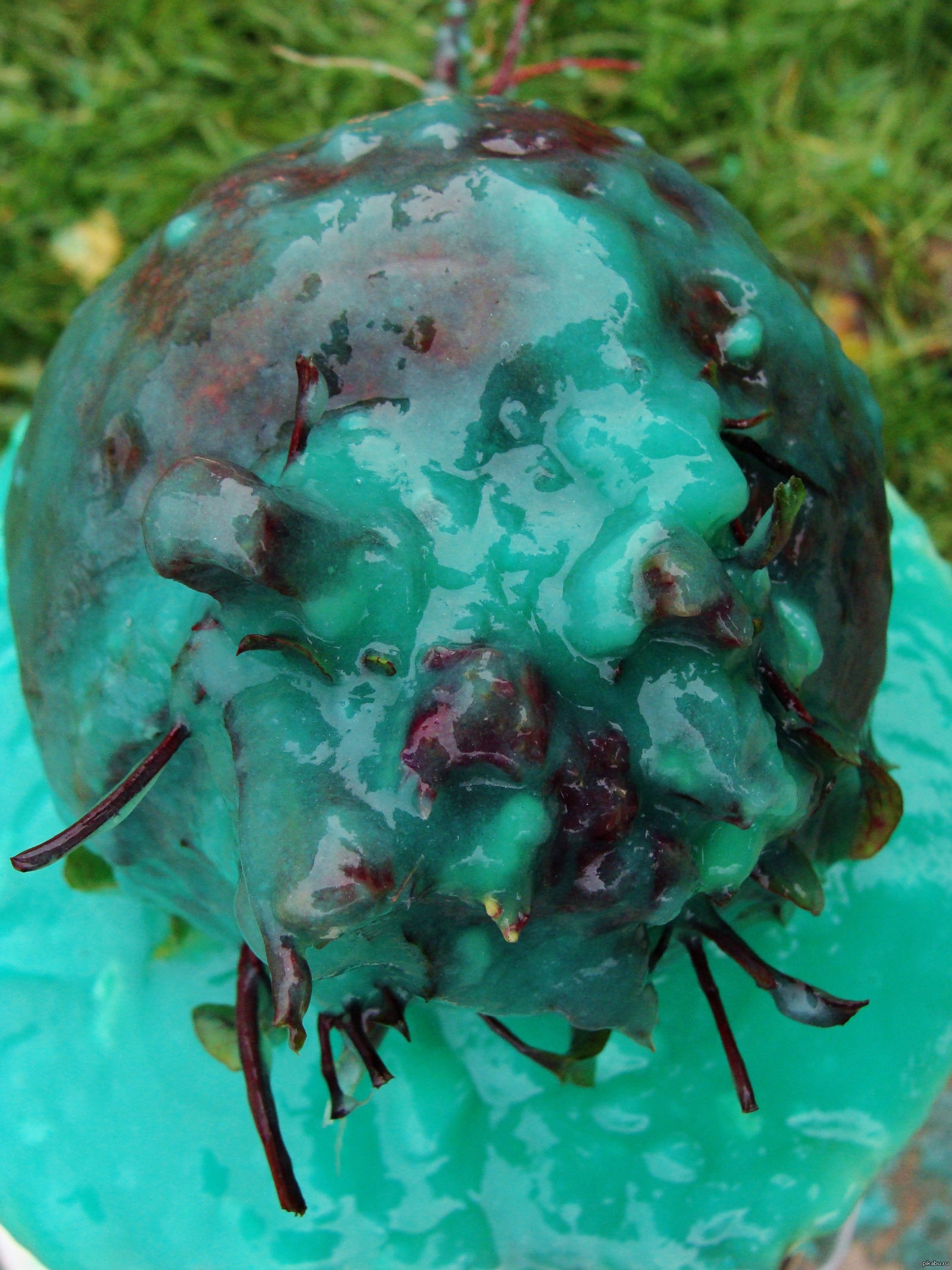 Свекла | Пикабу