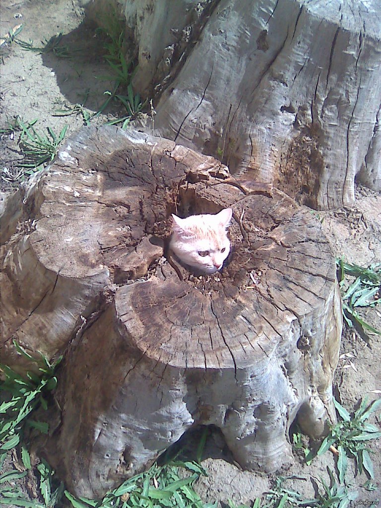 Котопень) | Пикабу