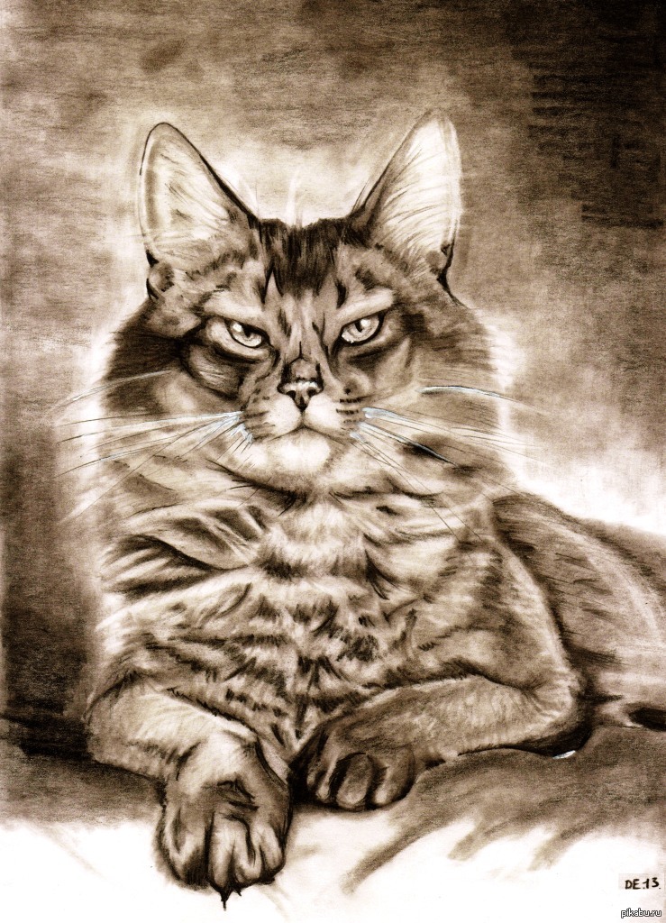 Фото рисунка кошки. Кот рисунок. Кошка карандашом. Кошка рисунок карандашом. Котик карандашом.