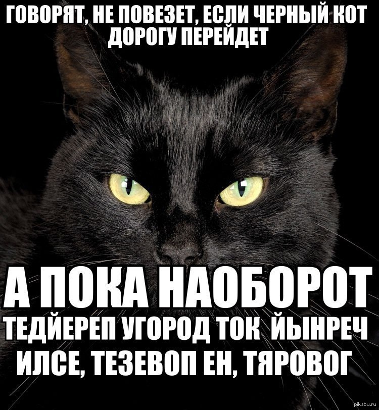 Слова про черный. Черный кот прикол. Шутки про черных котов. Шутка черный кот. Говорят не повезет если черный кот смешное.