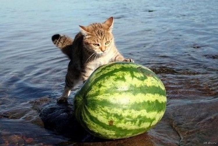 Арбузы плывут. Кот на арбузе. Котик с арбузом. Коты и арбузы. Кот из арбуза.