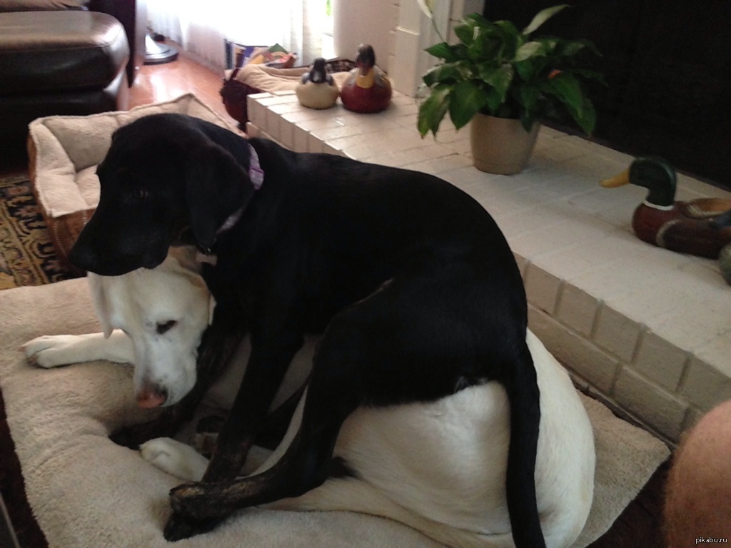 собачки видео для детей. две собаки. младенцы и собаки приколы. собаки моя любовь. видео собака любила.