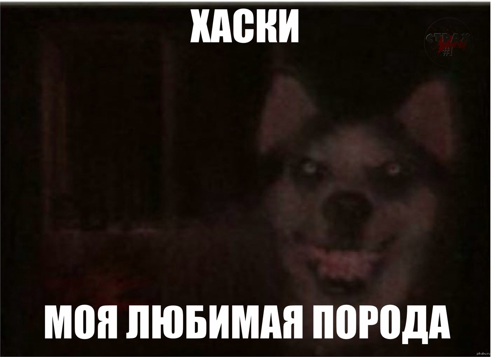 Моя любимая порода собак мем