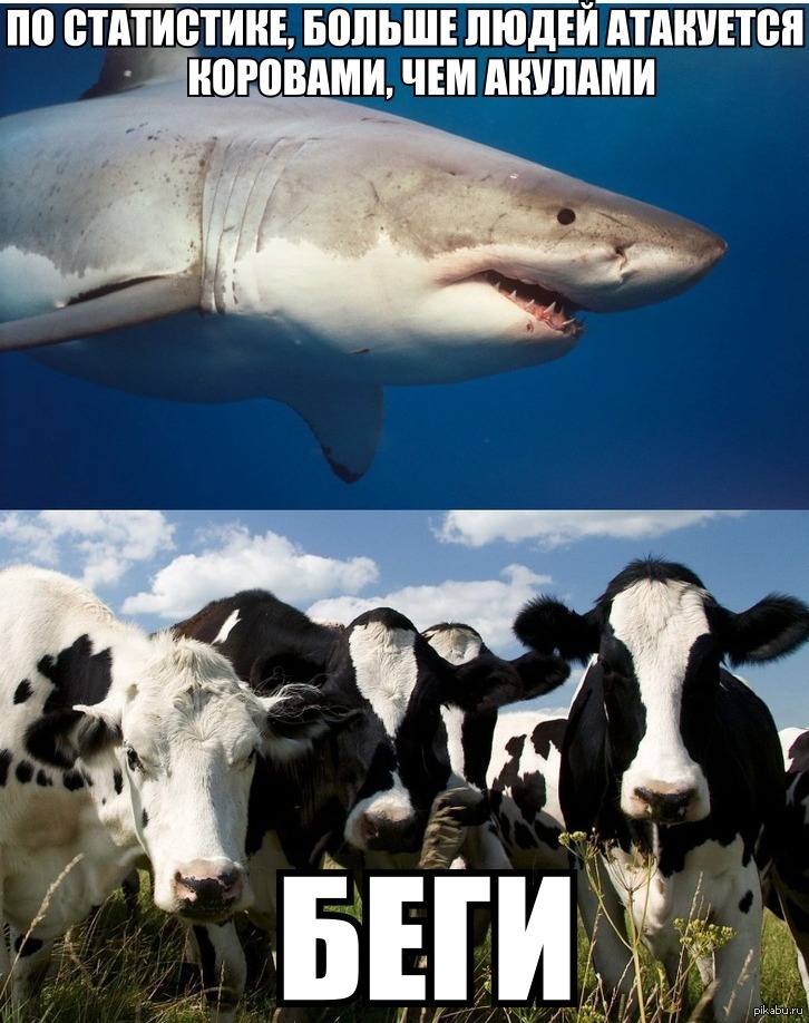 Сколько акулы убивают. Акула корова. Коровы убивают больше людей чем акулы. Корова акула Мем.