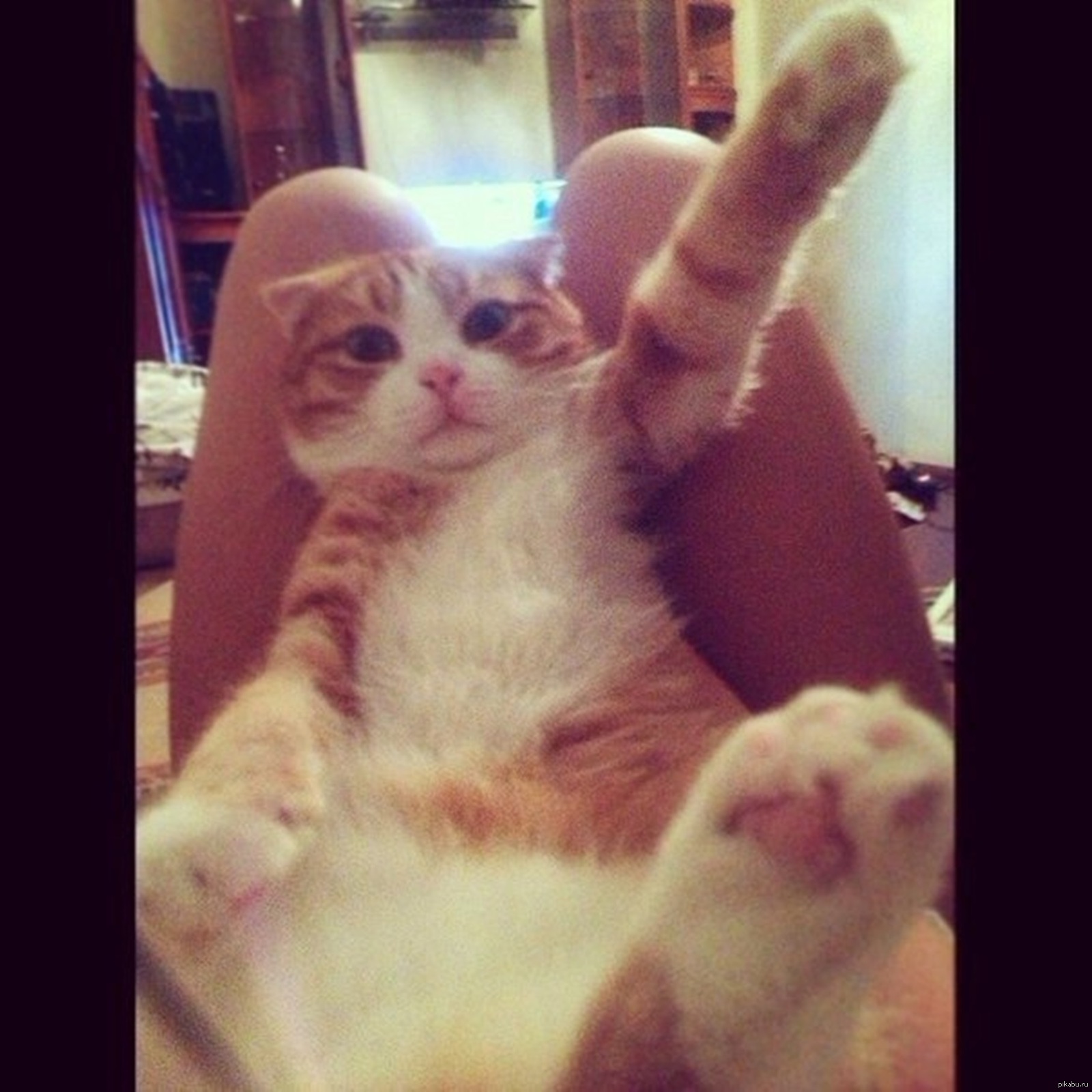 Зигующий кот. Котенок зигует. Котенок зигует. Зигующий котик. Кот кидает зигу.