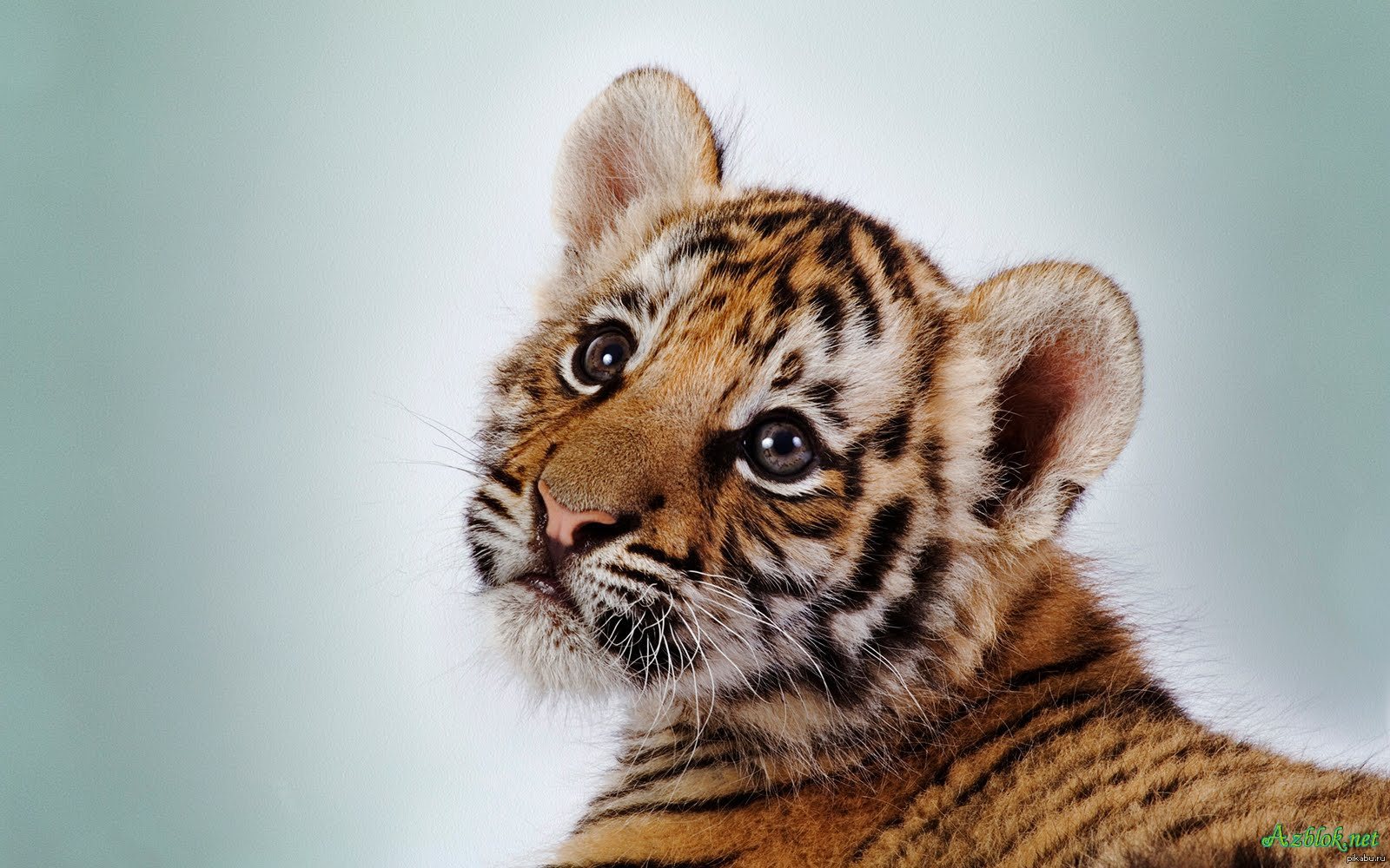 Big jpg image. Тигренок. Красивый Тигренок. Маленький тигр. Милые тигрята.