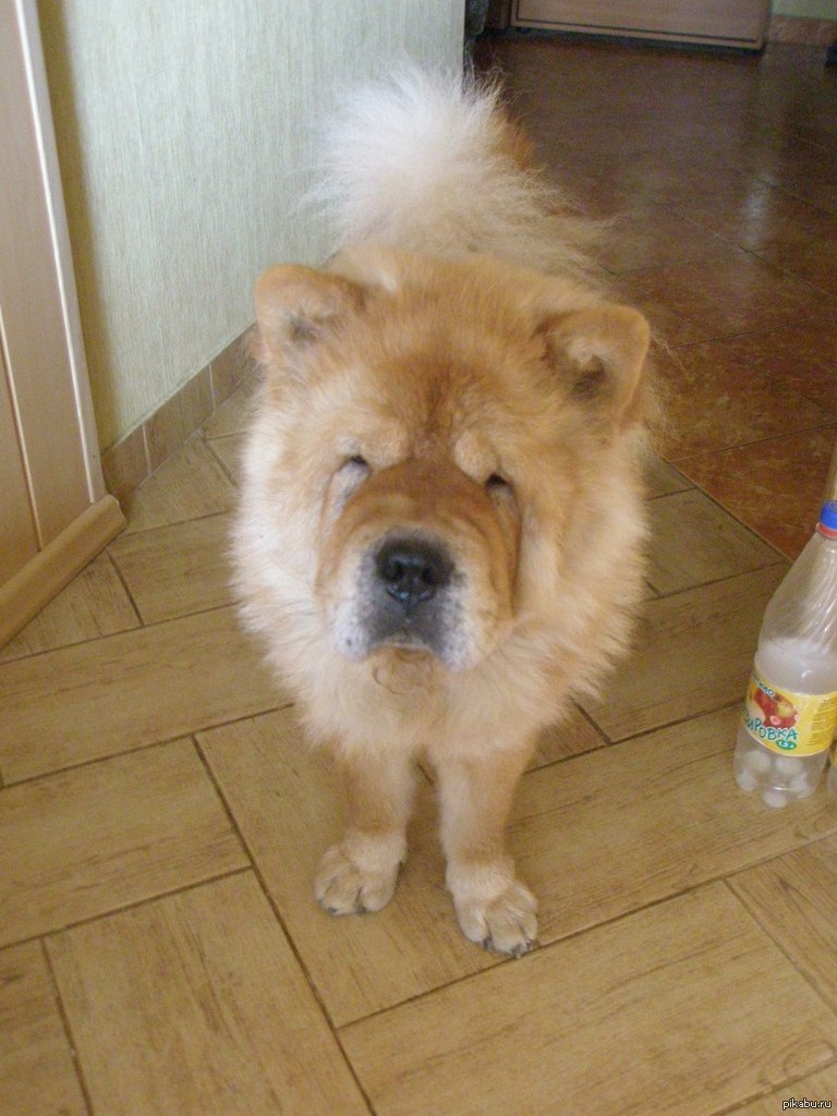 Фотошоперы помогите! | Пикабу