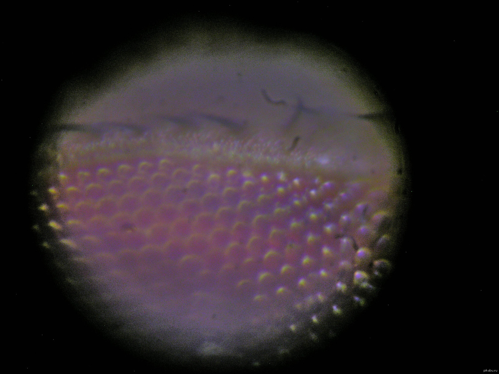 Мошка в астрахани под микроскопом фото