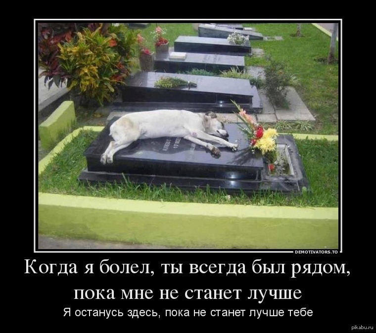 О верности собак | Пикабу
