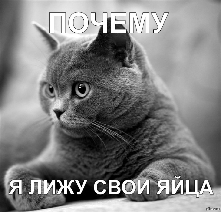 Картинки Серых Котов