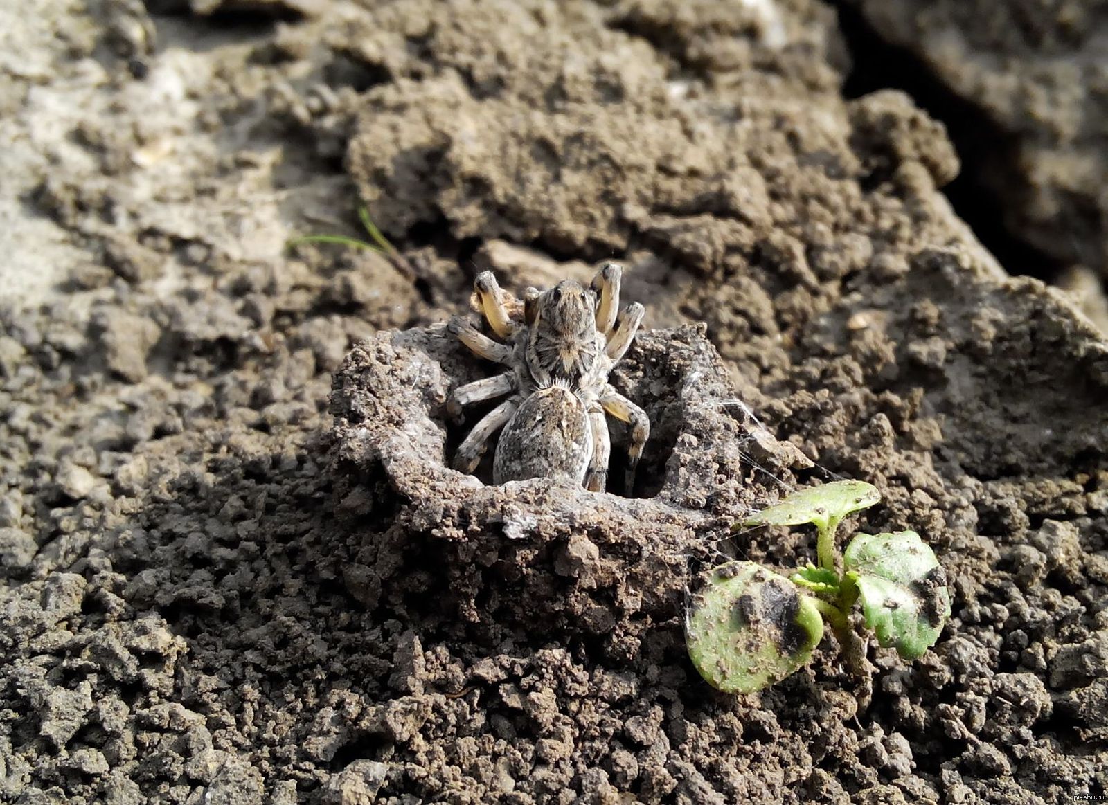 Паукан | Пикабу