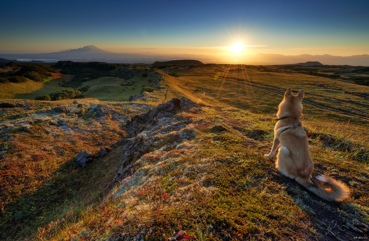Утро года 5 букв. Собака в горах. Доброе утро в горах собака. Утро в горах. Собака в горах на закате.