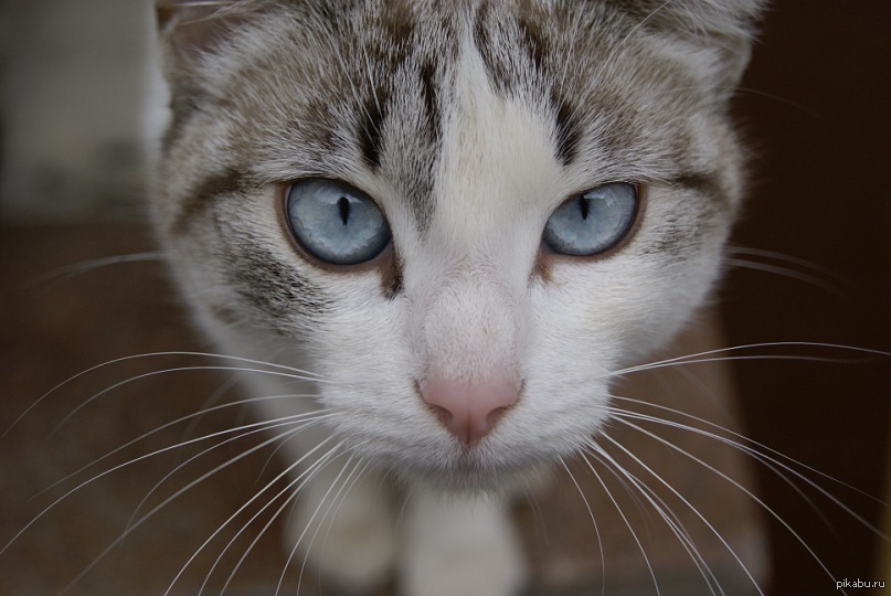 Котэ | Пикабу
