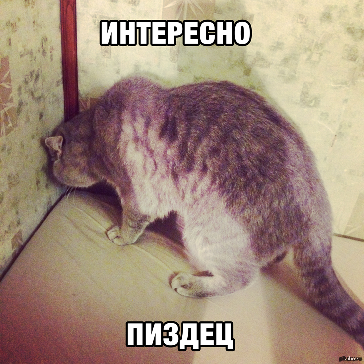 Мемы про котов 