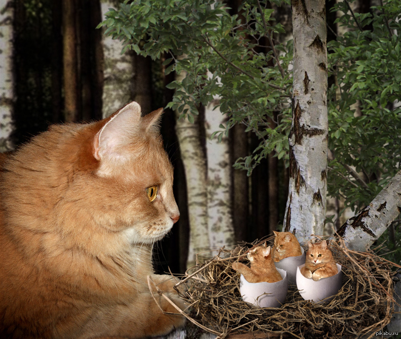 Кошка ест птицу. Кот в гнезде. Гнездо для кошки. Котята в гнезде. Гнездо и коты.