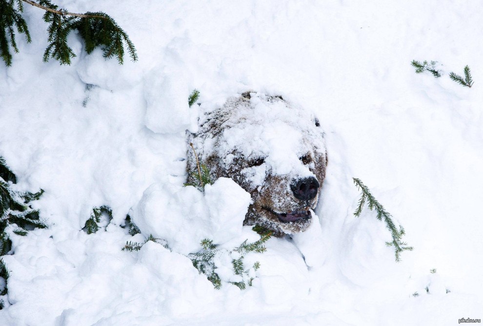 Winter burrow. Бурый медведь в берлоге зимой. Бурый медведь зимняя спячка. Медведь Гризли в берлоге. Бурый медведь в берлоге.