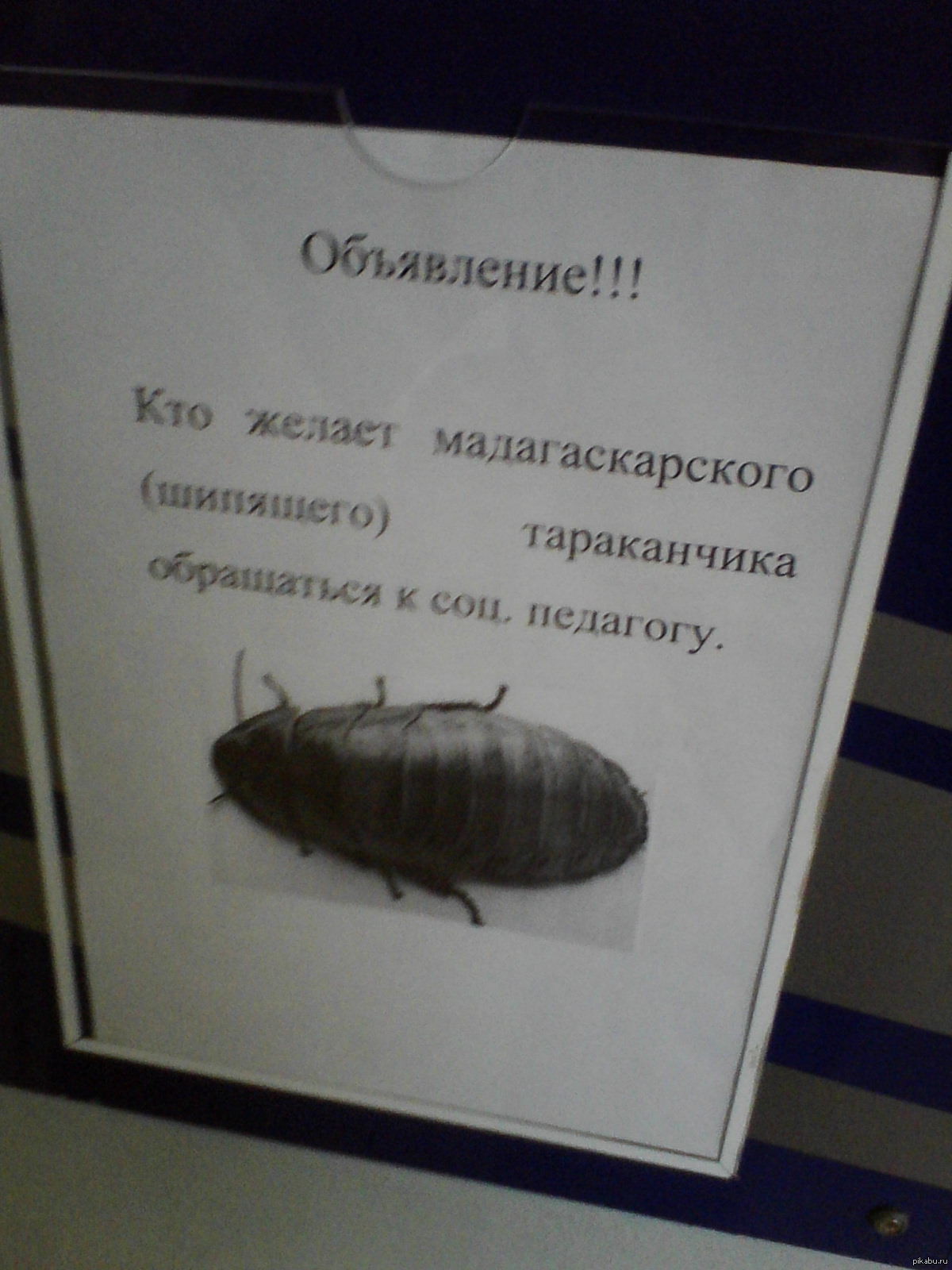 Объявление о тараканах