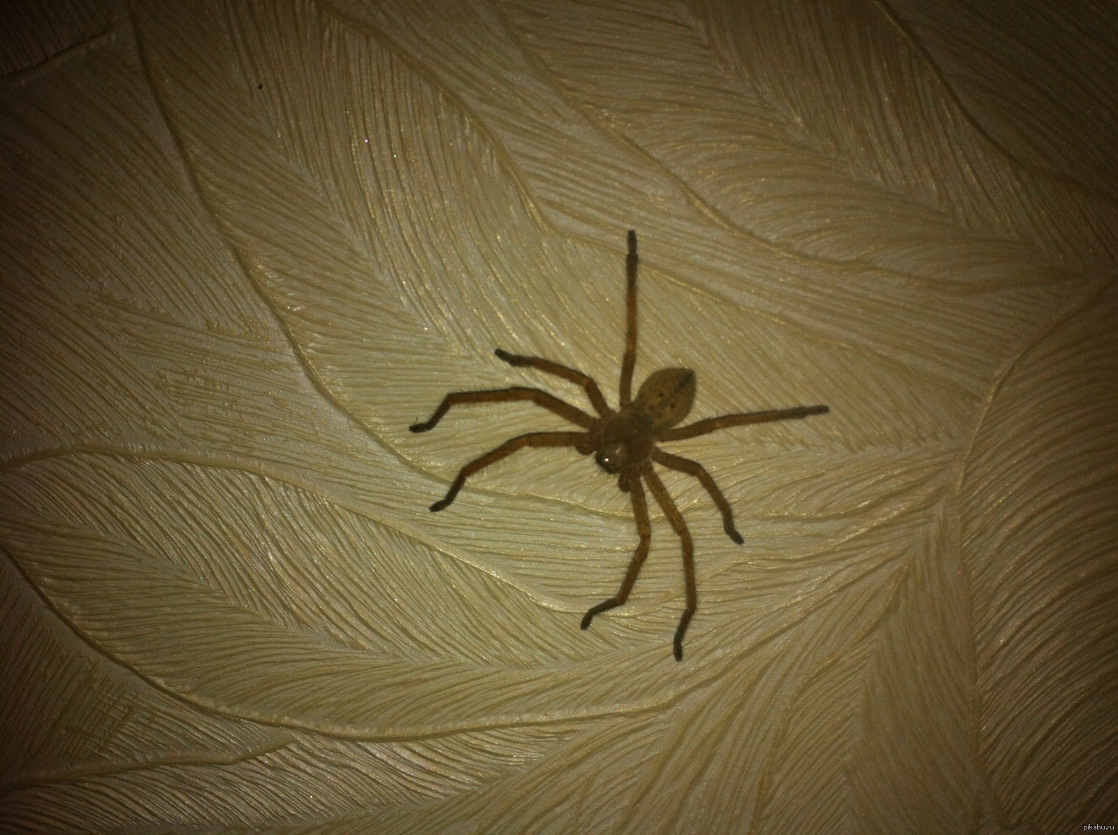 Большой домашний паук. Домашние пауки. Квартирные пауки. Огромный домашний паук. Паук на стене.