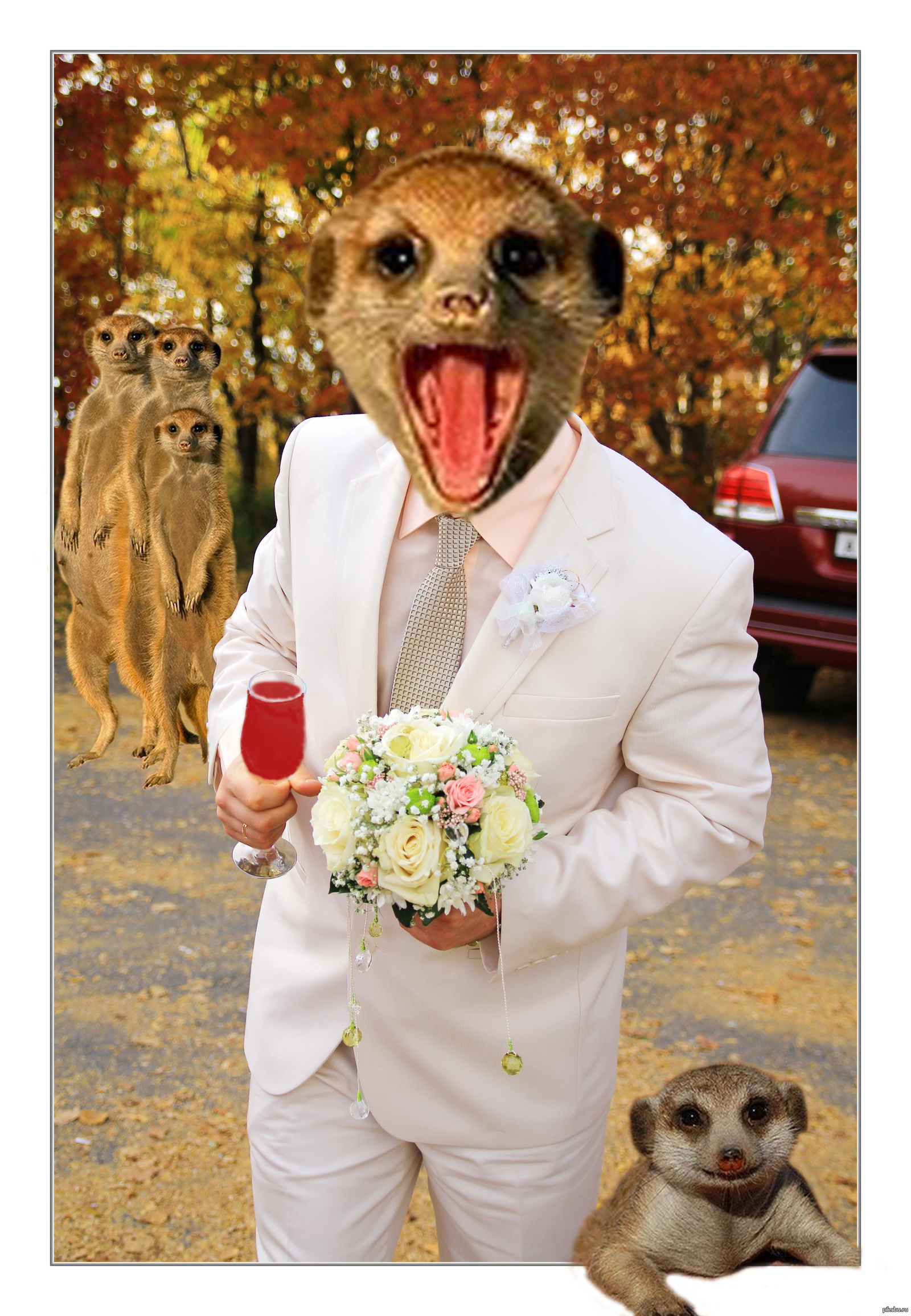 WHERE'S THE BRIDE!? - Meerkat, Wedding