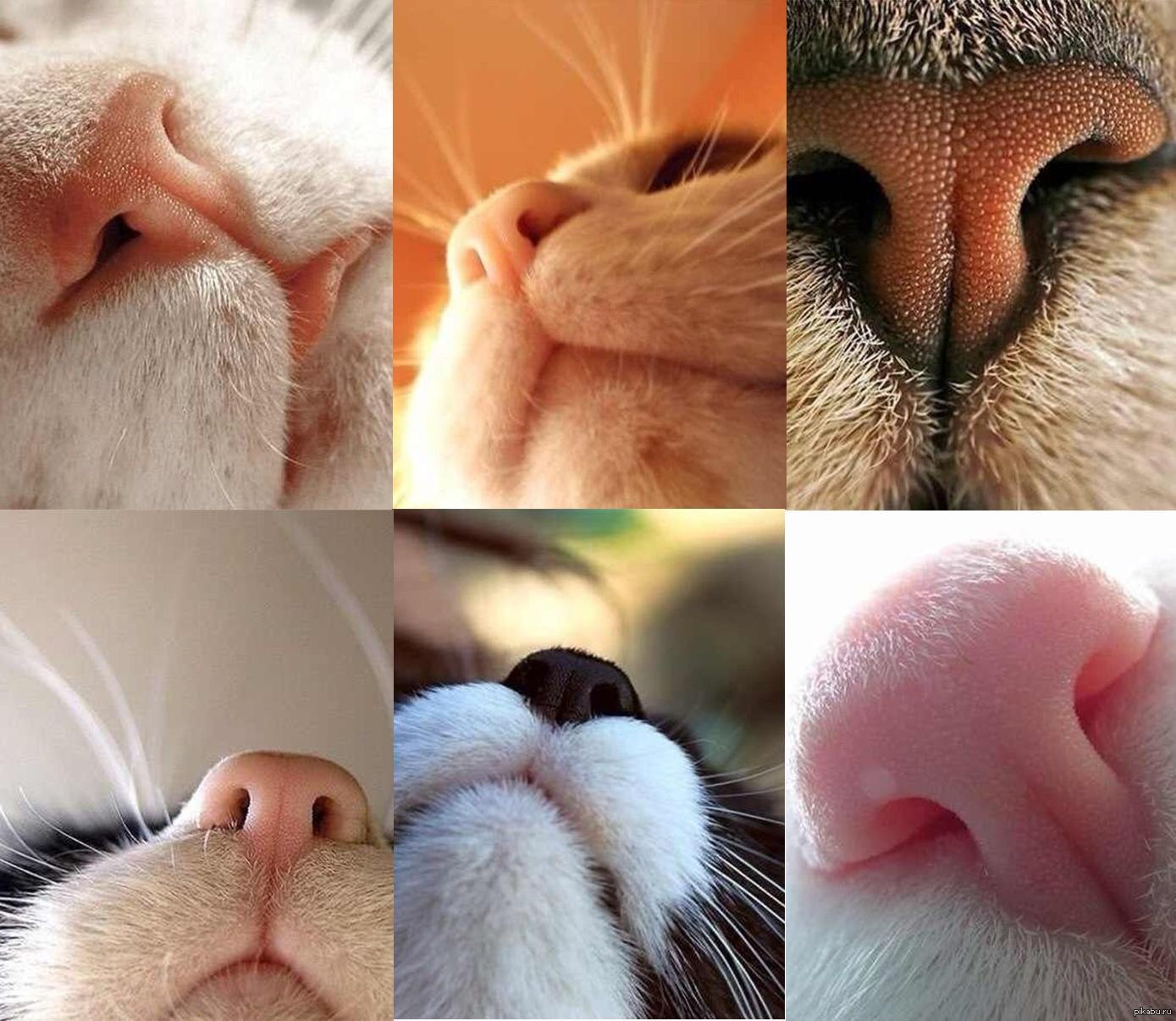 Кошка ест нос. Кошачий нос. Носики котов. Отпечаток носа кошки.
