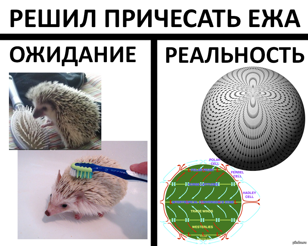 теорема о причесывании ежа. башка для причесыванию. ежика расчесывают. теорема о причесывании ежа. соченениеи9.