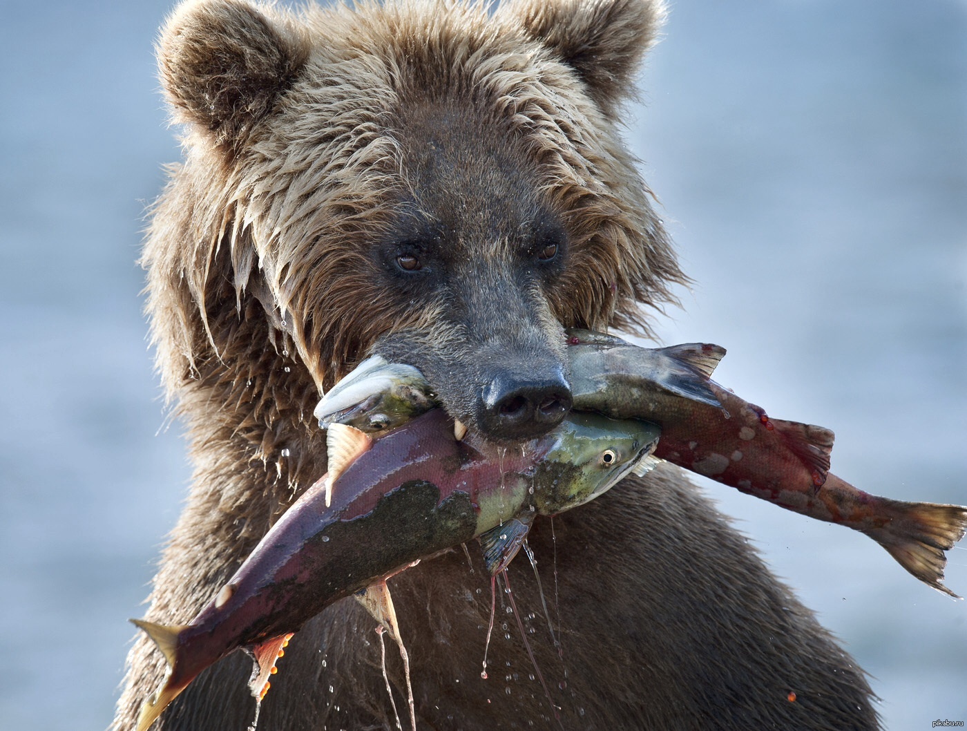 Питание медведя. Медведь Гризли ест ягоды. Что едят медведь Гризли. Медведь ест рыбу. Медведь с рыбой.