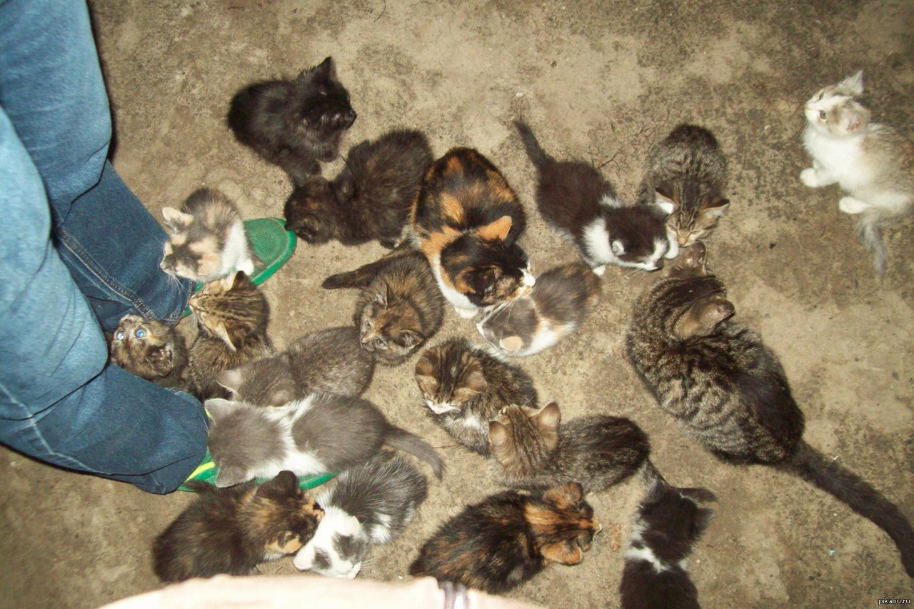 Месяц котятам можно отдавать. Птичий рынок. Птичий рынок кошки. Котята которые продаются. Котят которые продают.