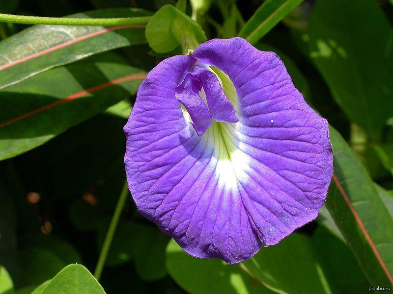 Clitoria Pictures