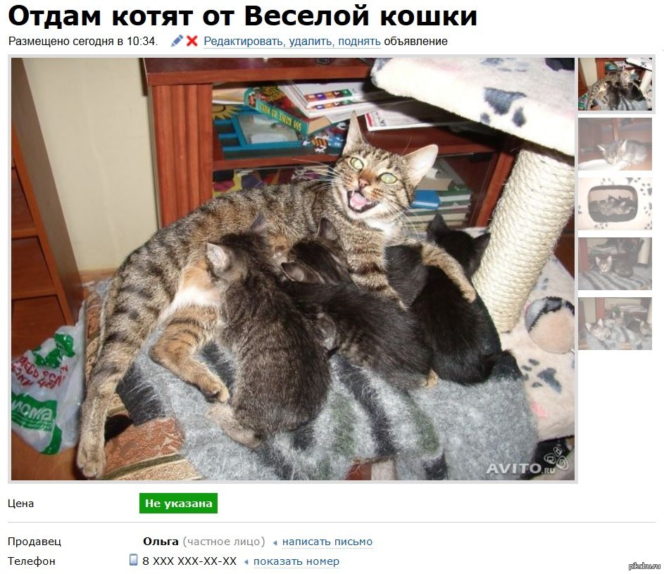 Отдам кота. Смешные картинки авито. Приколы авито кот. Продается кот юмор. Прикольное объявление о продаже котят.