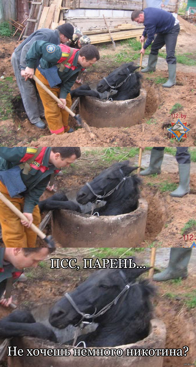 Лошадка | Пикабу