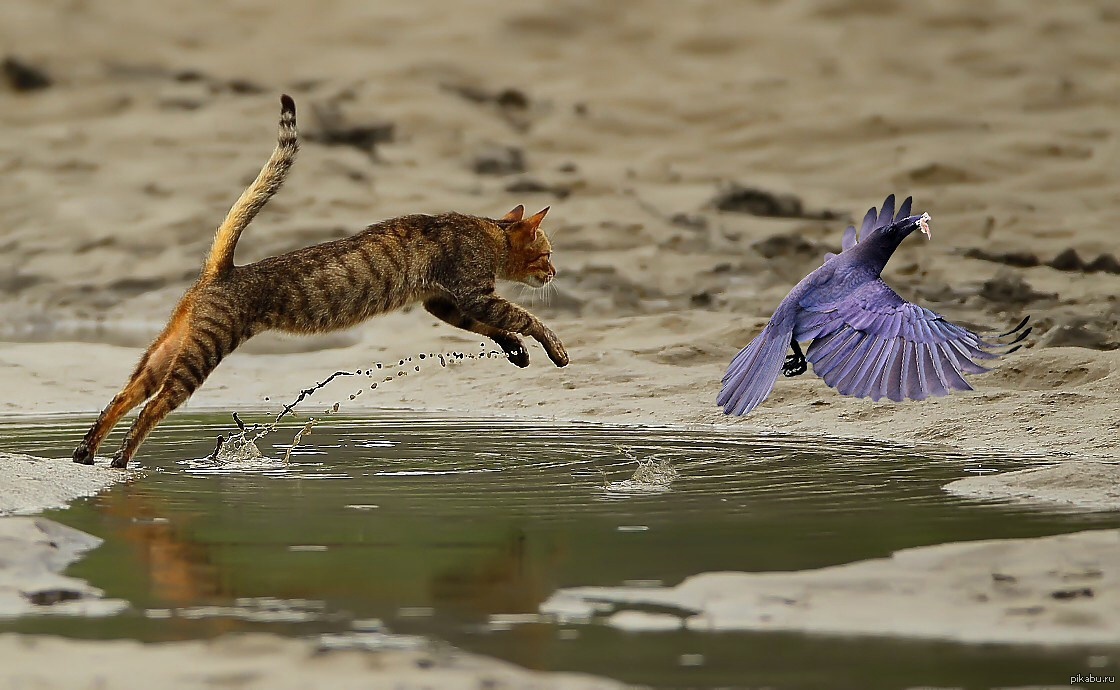 Кошка ест птицу. Кот охотится. Кошка охотится на птиц. Кот в прыжке. Кошка ловит птицу.