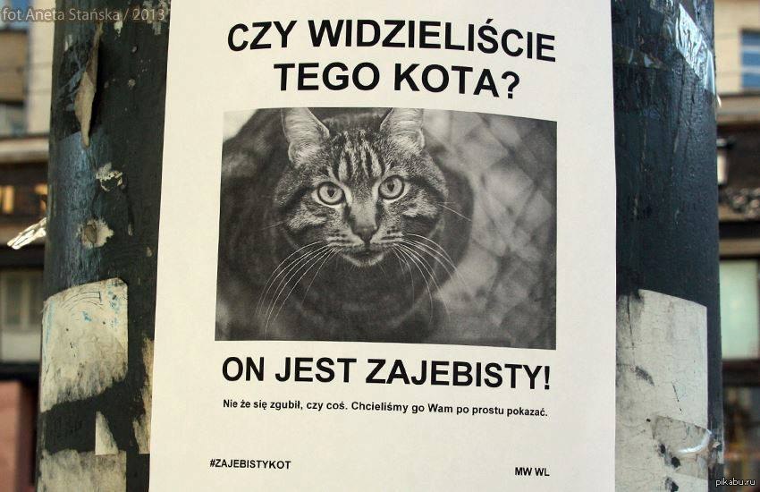 кот по польски. кот поляк. польский кот. как мяукают коты в разных странах. кот по польски.