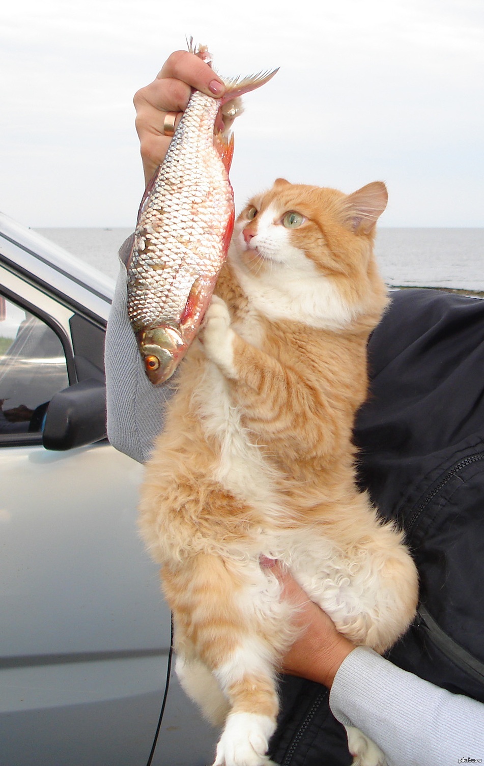 Love at first sight :D - cat, Images, A fish, Happiness