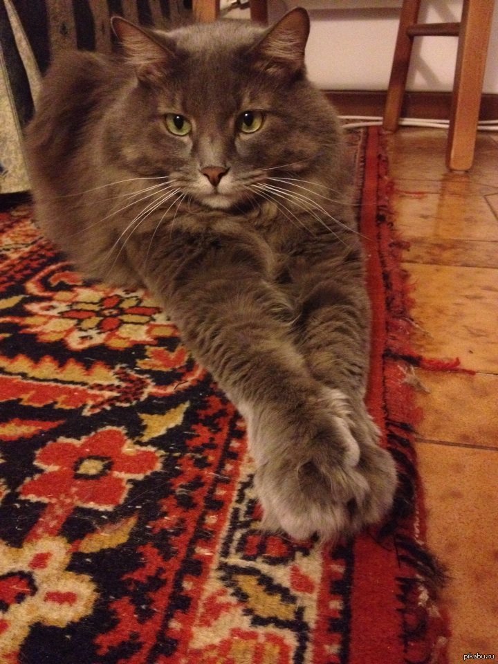Котомодель | Пикабу