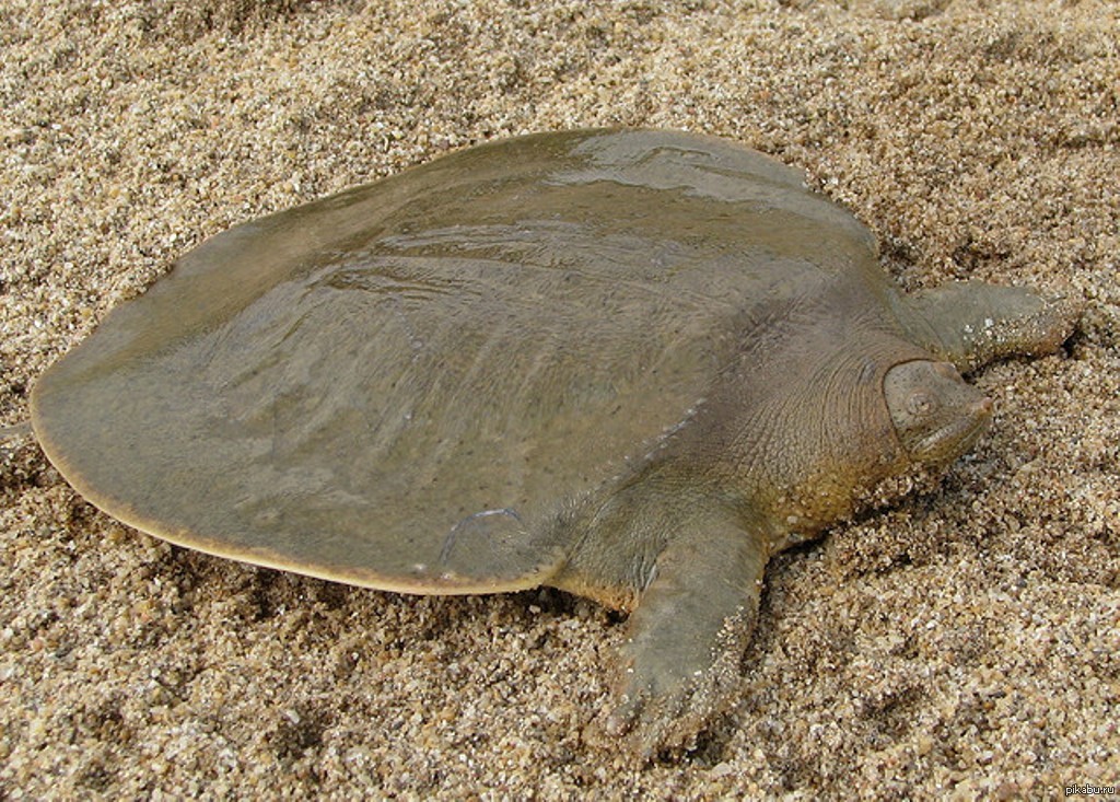 Черепаха Без Панциря Голая