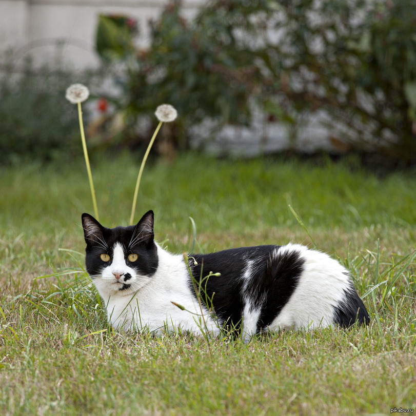 Кот улитка