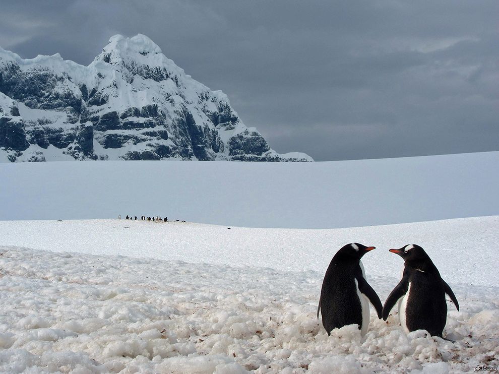 Пингвин воркута. Антарктический Пингвин. Папуанский Пингвин Антарктида. Пингвины в Антарктиде. Пенгуин Антарктида.