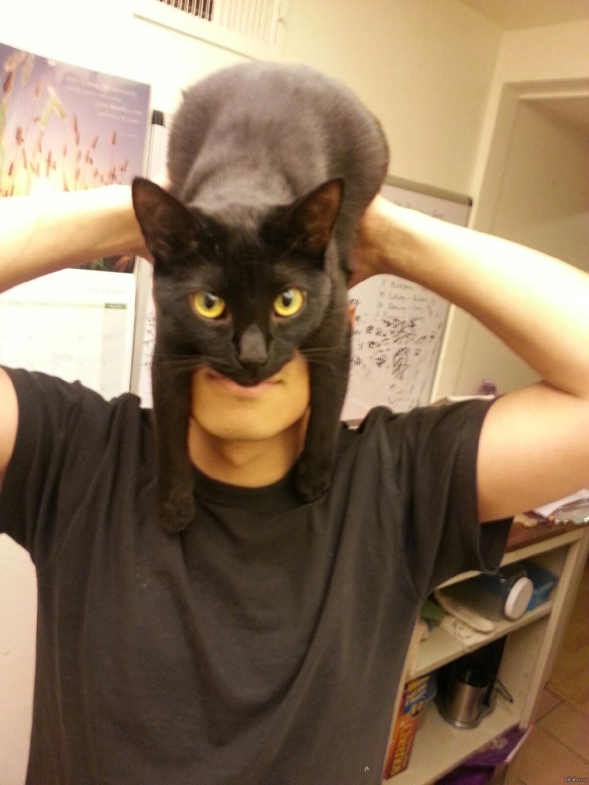 Кот в маске Бэтмена