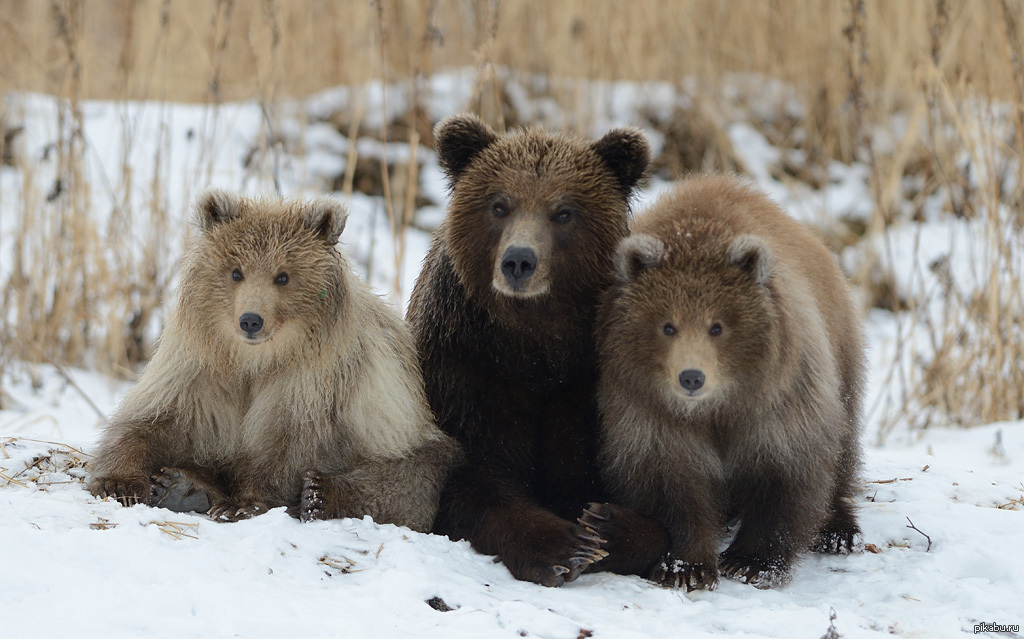 Фотографии 3 медведей. Медведь Корякский заповедник. Ильменский заповедник бурый медведь.