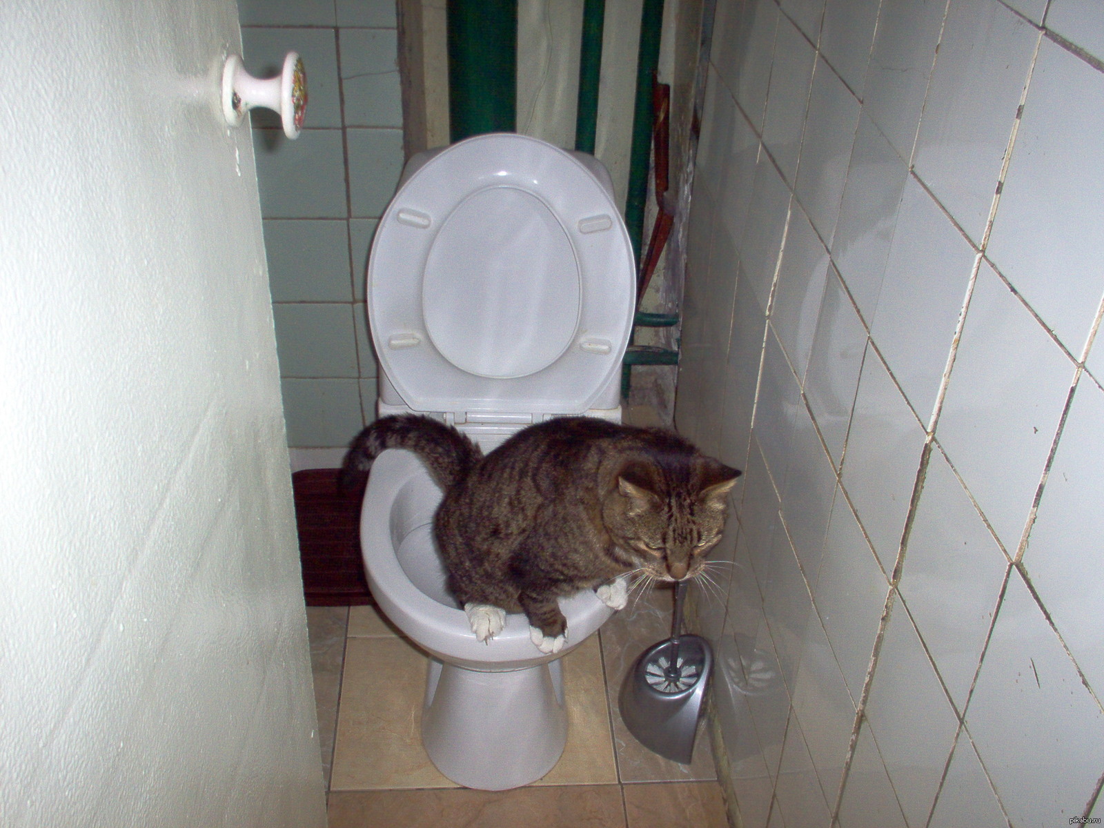 Как сходить в туалет по маленькому. Кот в туалете. Которые ходят в туалет. Котики ходят в туалет. Ушел в туалет.