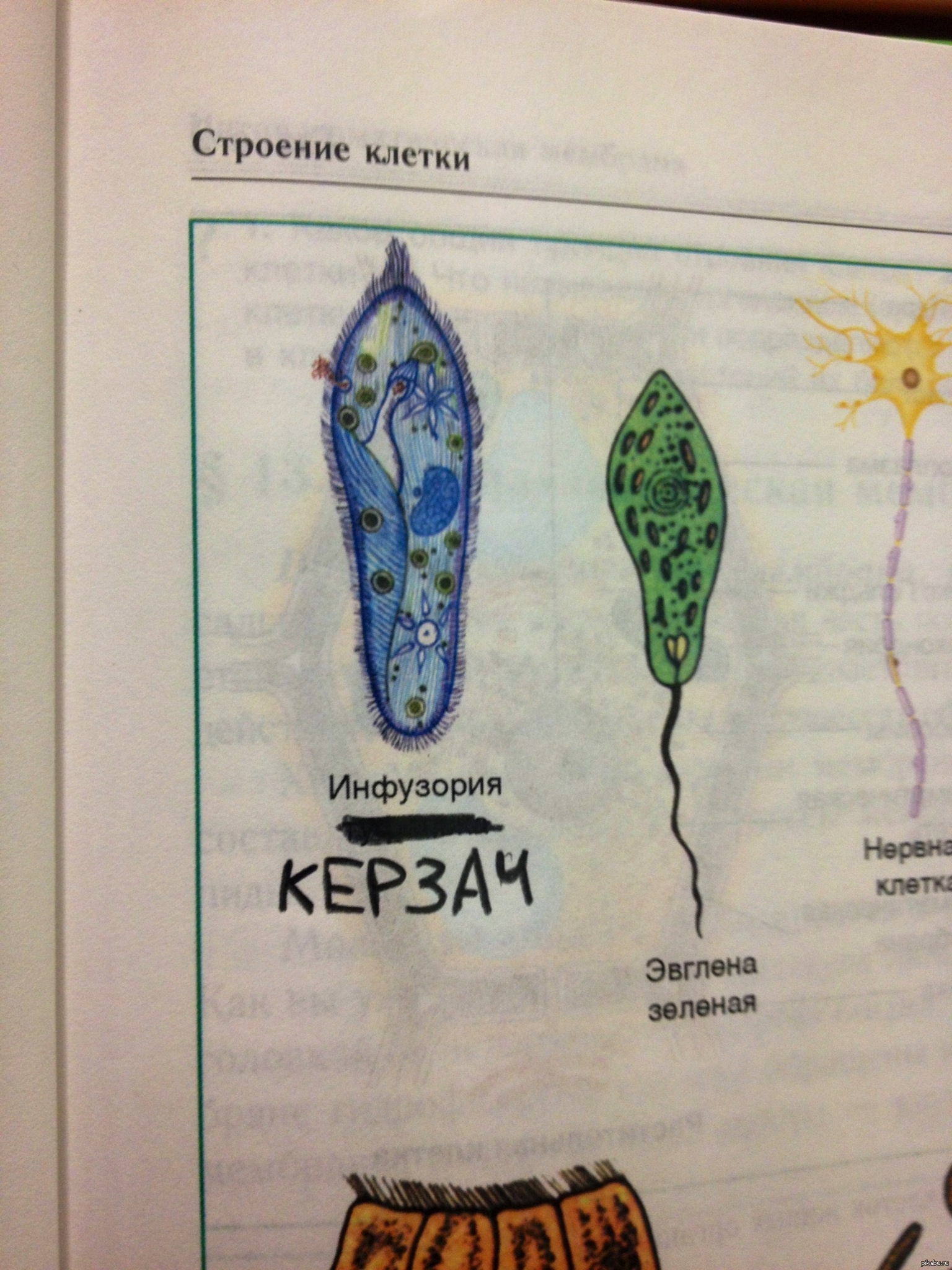 Эвглена зеленая рисунок строение