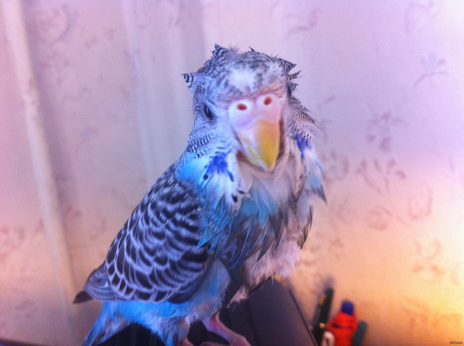 parrot gets hot too - My, A parrot, Heat, summer heat