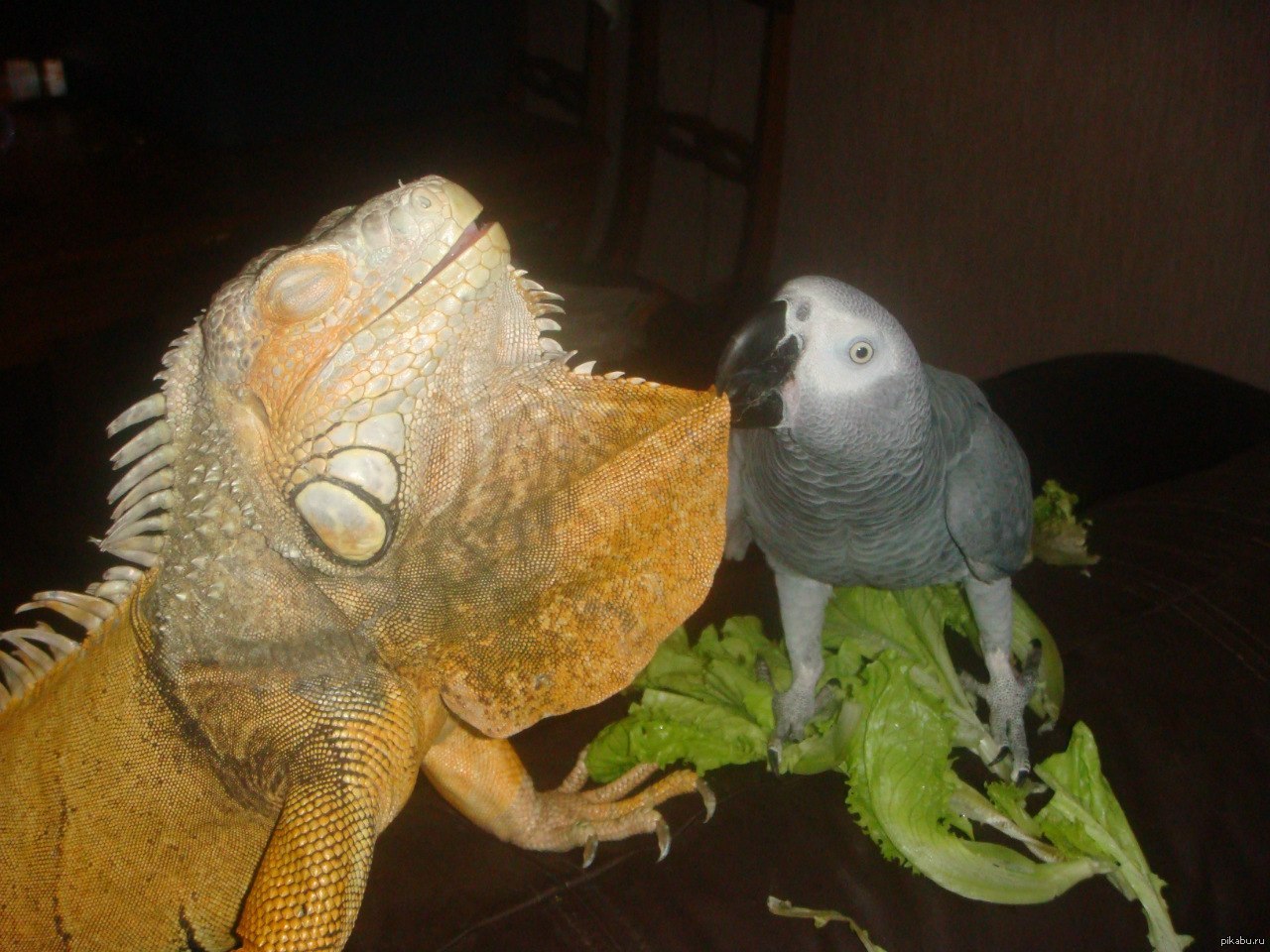 Да, птица! Не останавливайся! | Пикабу