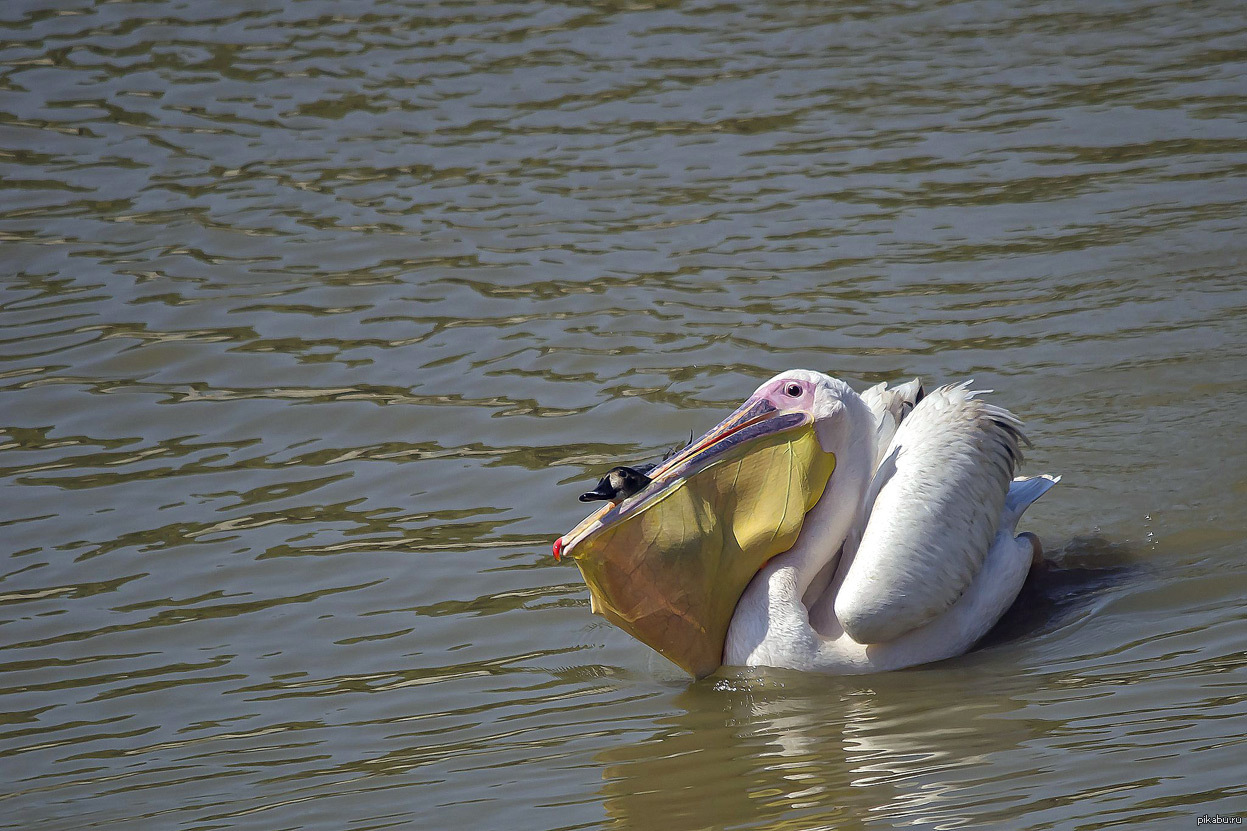 Рыба из клюва пеликана геншин. Розовый Пеликан птица. Розовый Пеликан ест рыбу. Пеликан мешконос птица. Клюв пеликана.
