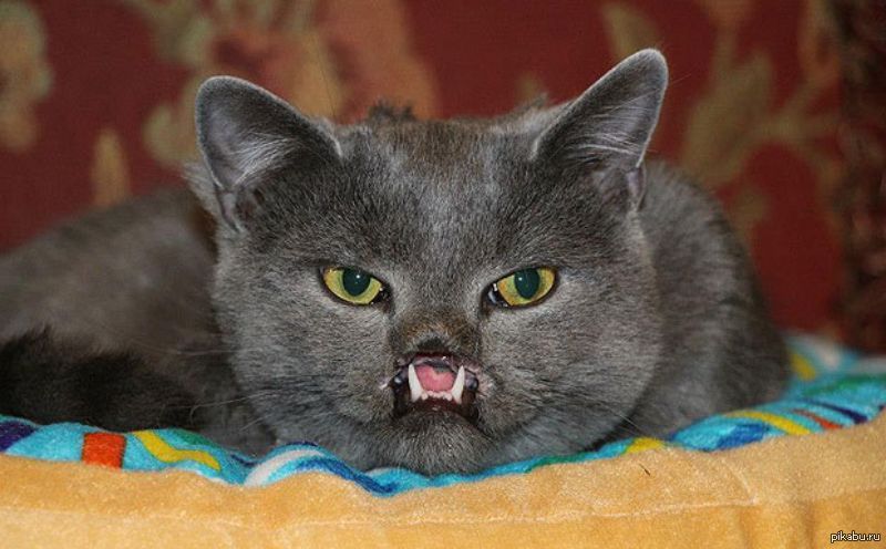 Кот оказался вампиром. Кот вампир. Кот с большими клыками. Британский кот с клыками. Злой британец.